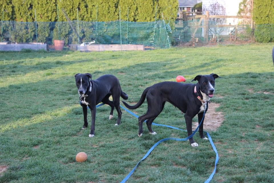 Lady, a Adoptable mixed breed in Oceanport, NJ image 5/6