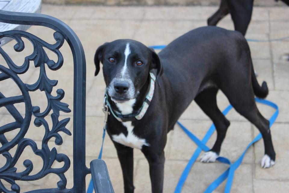 Lady, Adoptable, Adult Female Greyhound & Labrador Retriever.