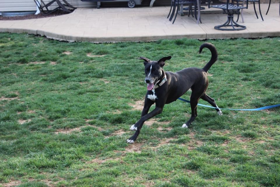 Lady, a Adoptable mixed breed in Oceanport, NJ image 6/6