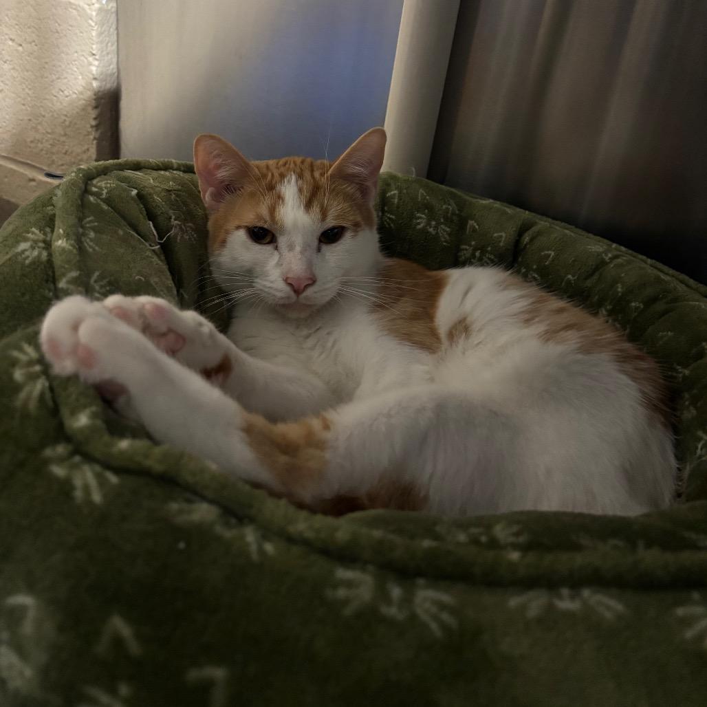 Fritos, Adoptable, Young Male Domestic Short Hair.