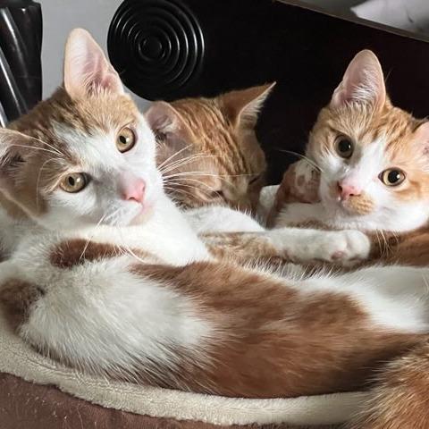 Enlarge Fritos, a Adoptable Domestic Short Hair in Riverside, CA image 1/5