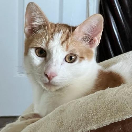 Enlarge Fritos, a Adoptable Domestic Short Hair in Riverside, CA image 2/5