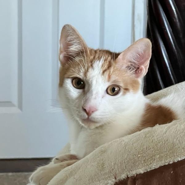 Enlarge Fritos, a Adoptable Domestic Short Hair in Riverside, CA image 3/6