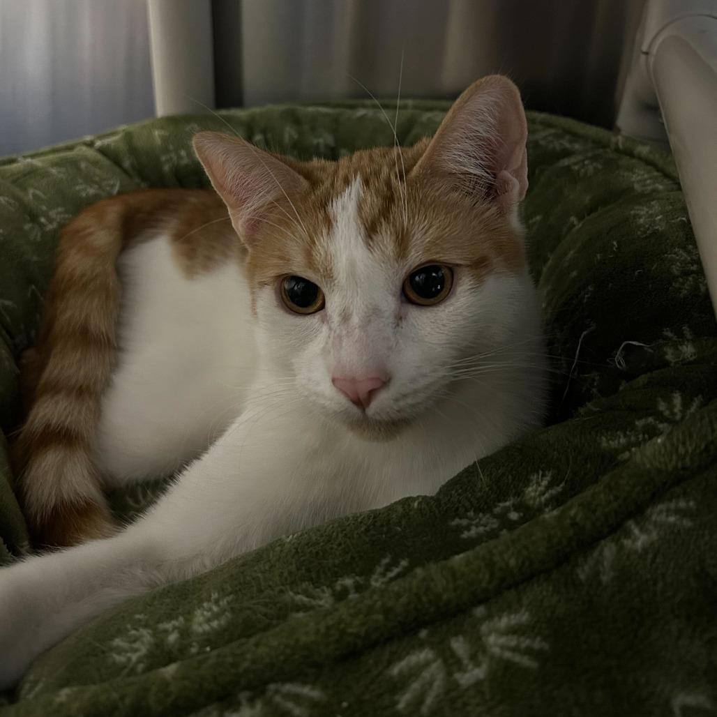 Enlarge Fritos, a Adoptable Domestic Short Hair in Riverside, CA image 4/6