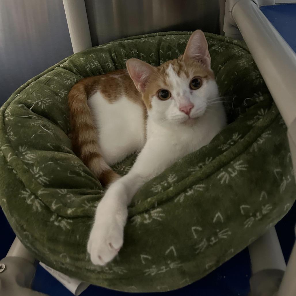 Enlarge Fritos, a Adoptable Domestic Short Hair in Riverside, CA image 5/6