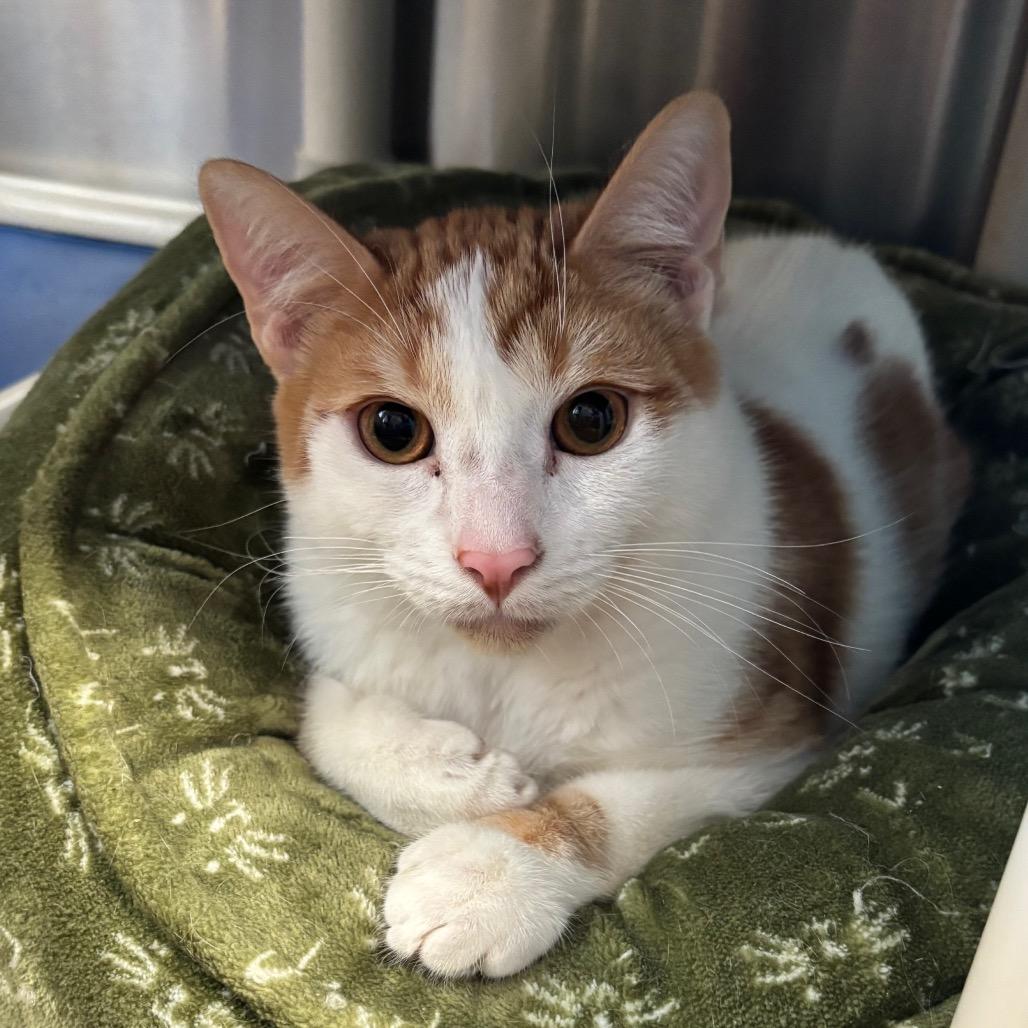 Enlarge Fritos, a Adoptable Domestic Short Hair in Riverside, CA image 6/6