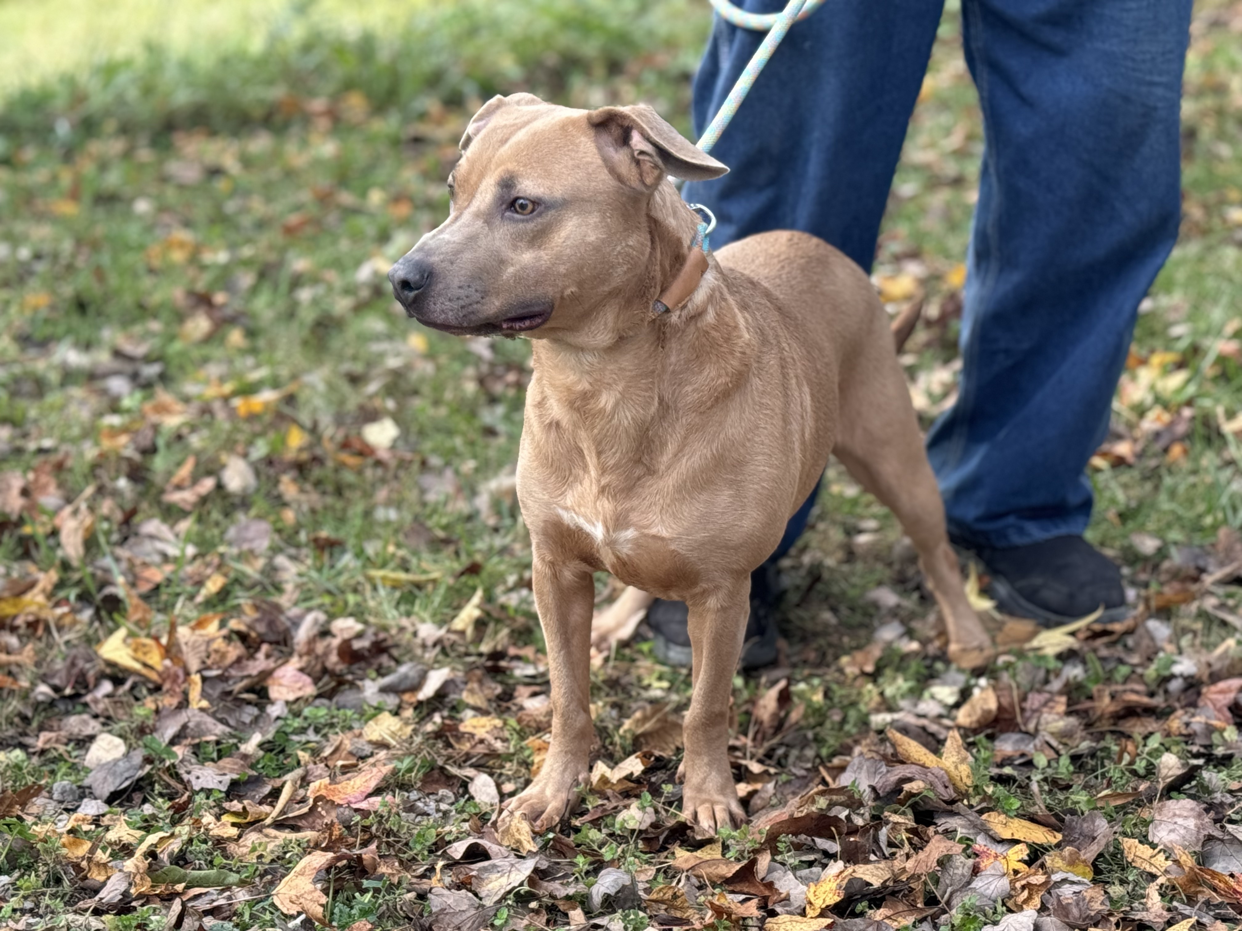 Byron - Transport, a Adoptable mixed breed in Wilmington, OH image 4/6