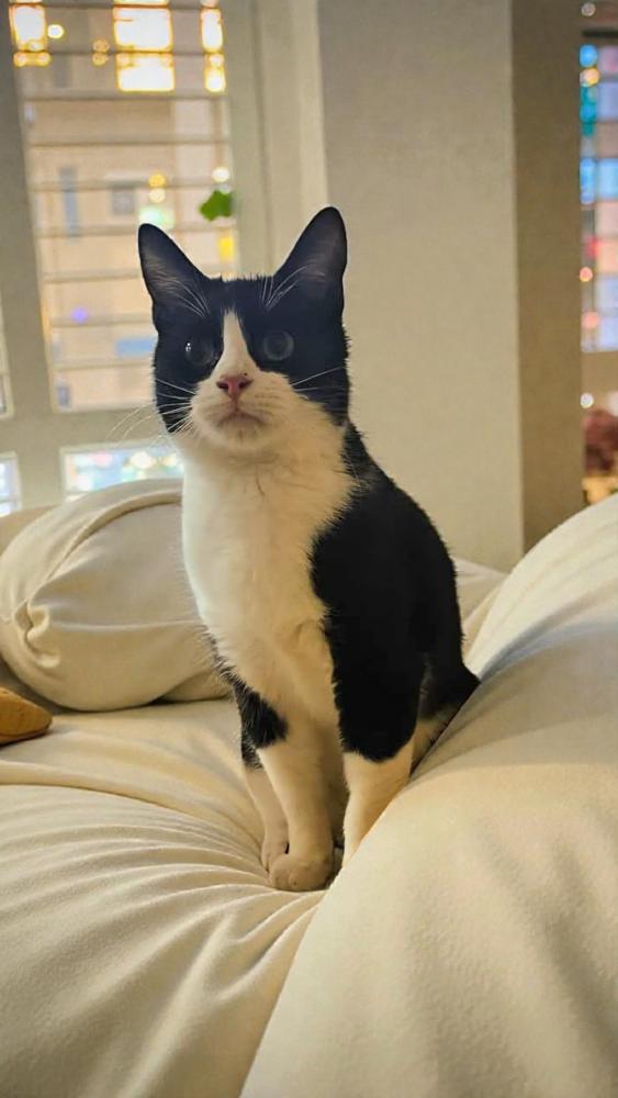 Enlarge Milo, a Adoptable Domestic Short Hair in Wilson, NC image 1/3