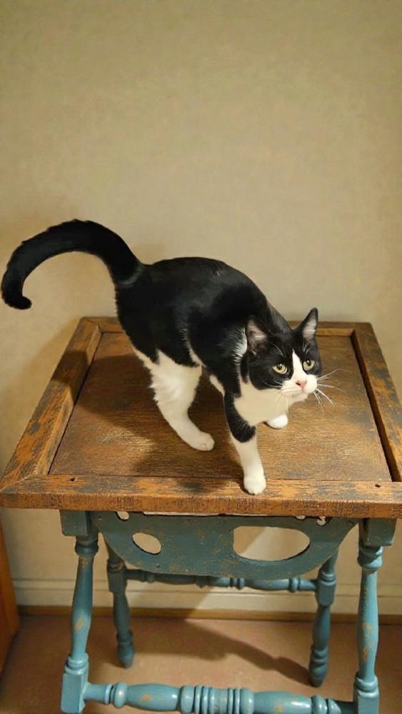 Enlarge Milo, a Adoptable Domestic Short Hair in Wilson, NC image 2/3
