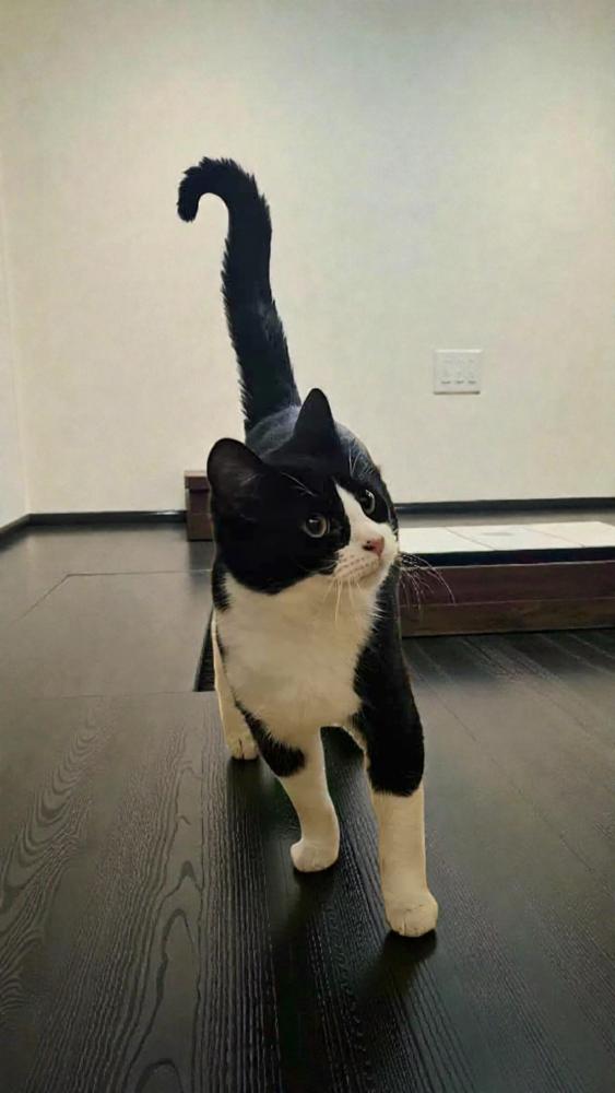 Enlarge Milo, a Adoptable Domestic Short Hair in Wilson, NC image 3/3