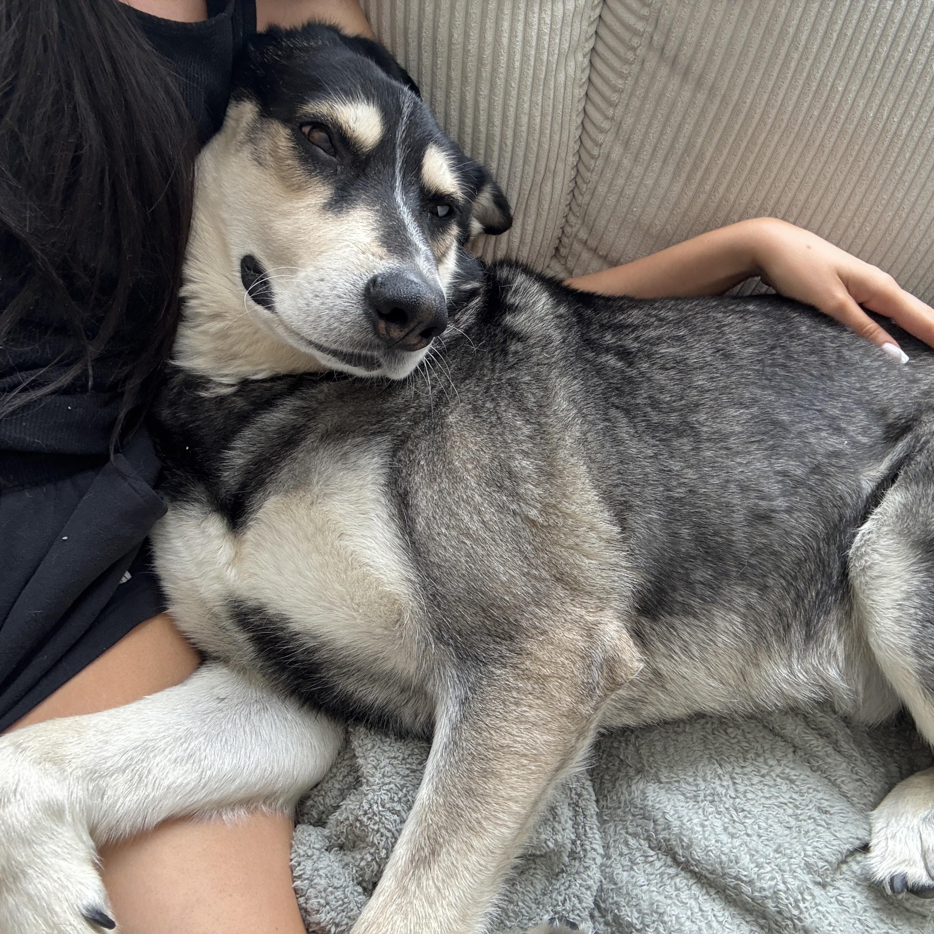 Enlarge Cooper, a ADOPTABLE mixed breed in Van Nuys, CA image 5/6