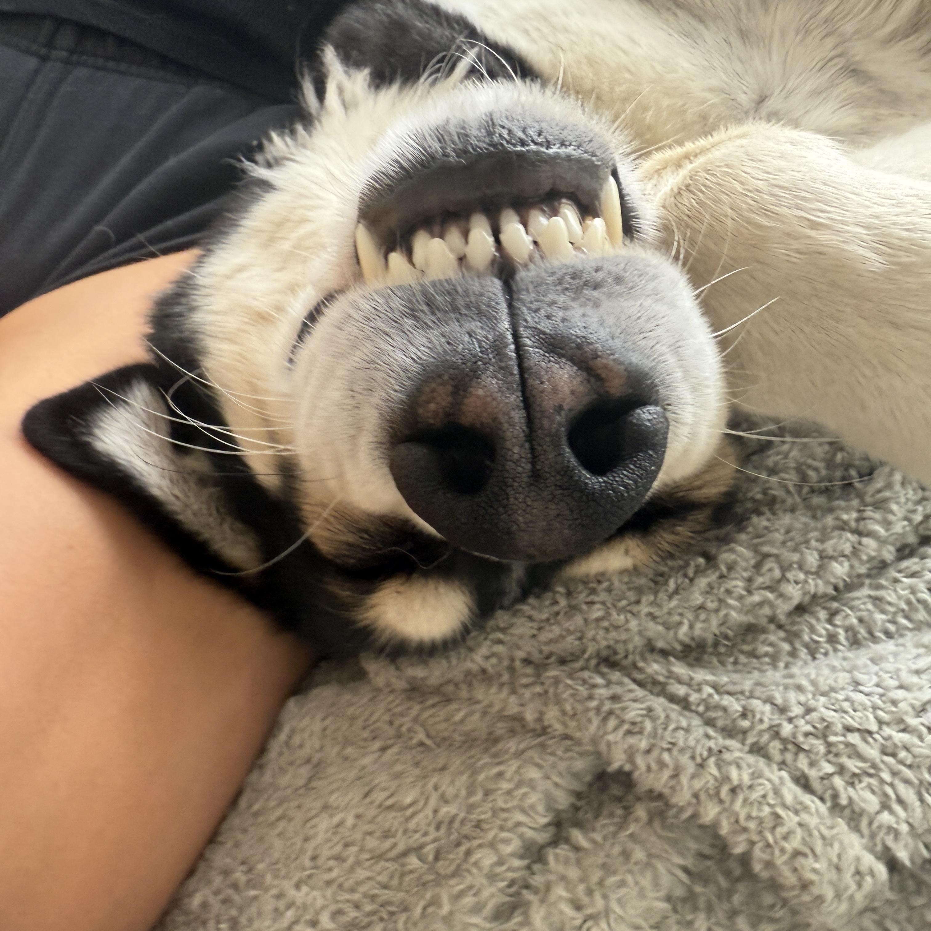 Enlarge Cooper, a ADOPTABLE mixed breed in Van Nuys, CA image 2/6