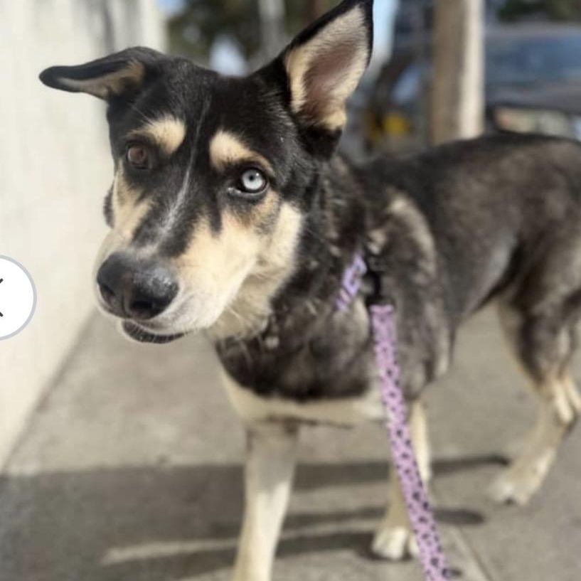 Enlarge Cooper, a ADOPTABLE mixed breed in Van Nuys, CA image 1/6