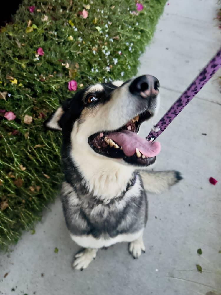 Enlarge Cooper, a ADOPTABLE mixed breed in Van Nuys, CA image 3/6