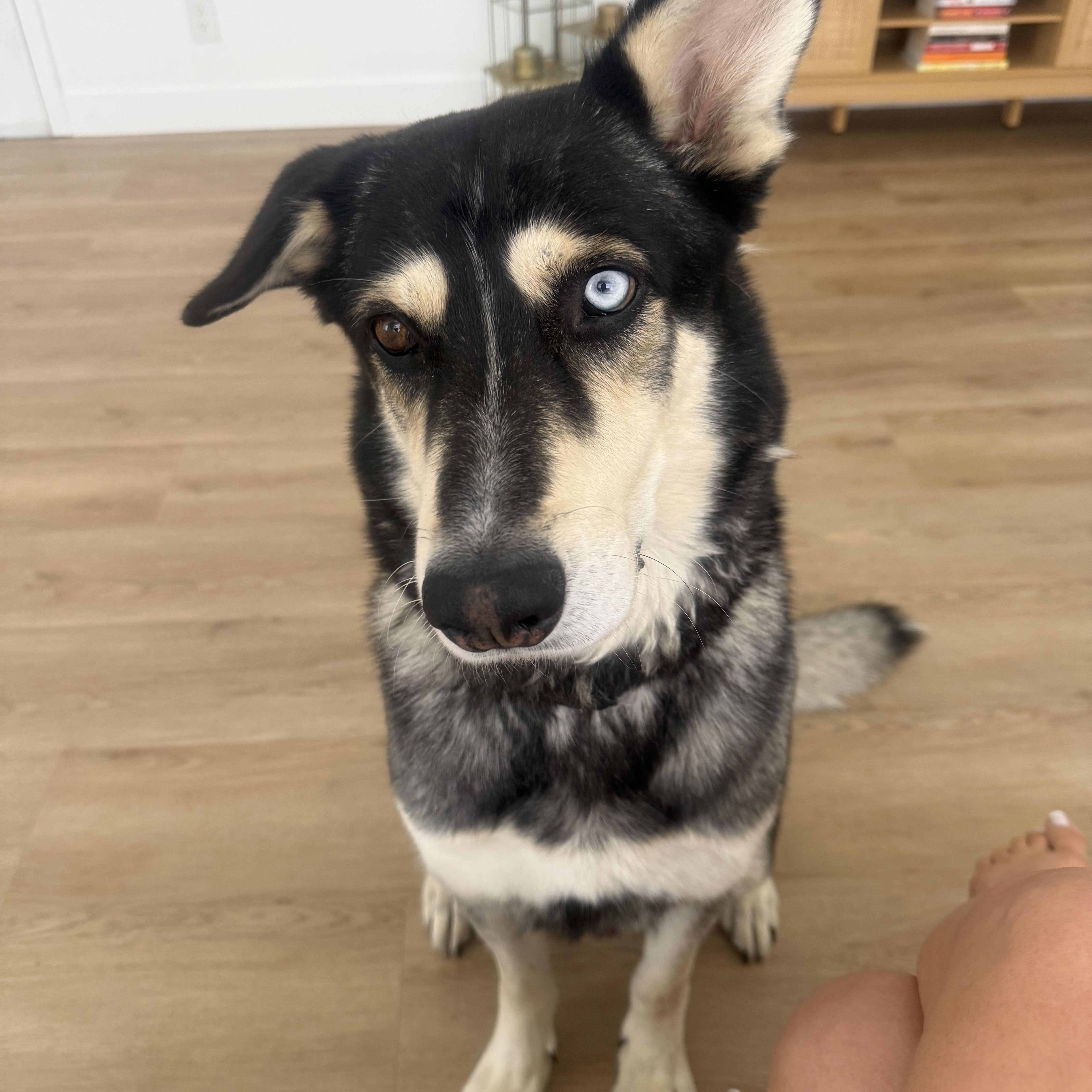 Enlarge Cooper, a ADOPTABLE mixed breed in Van Nuys, CA image 6/6