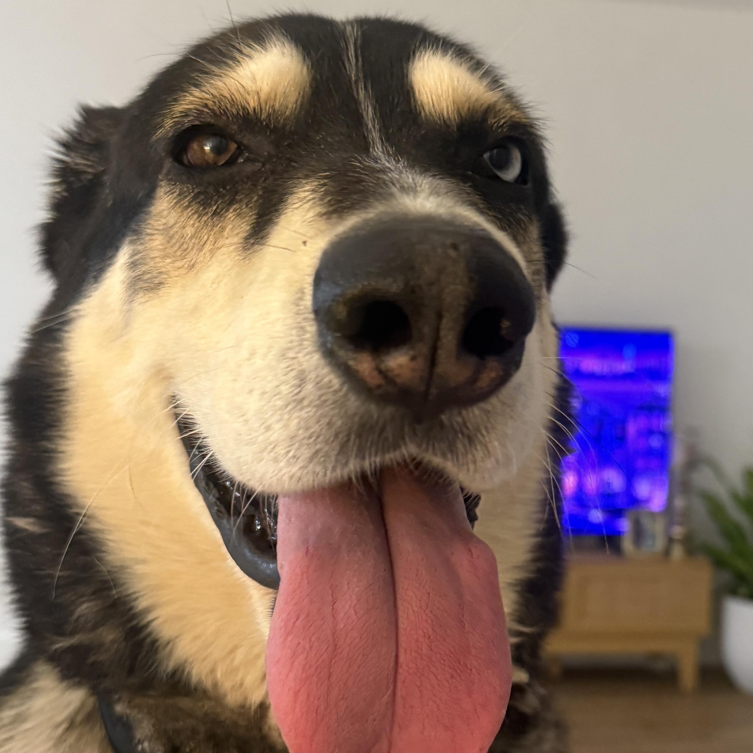 Enlarge Cooper, a ADOPTABLE mixed breed in Van Nuys, CA image 4/6