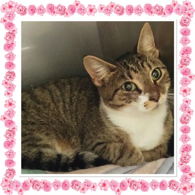 CHARMS, Adoptable, Adult Female Domestic Short Hair.