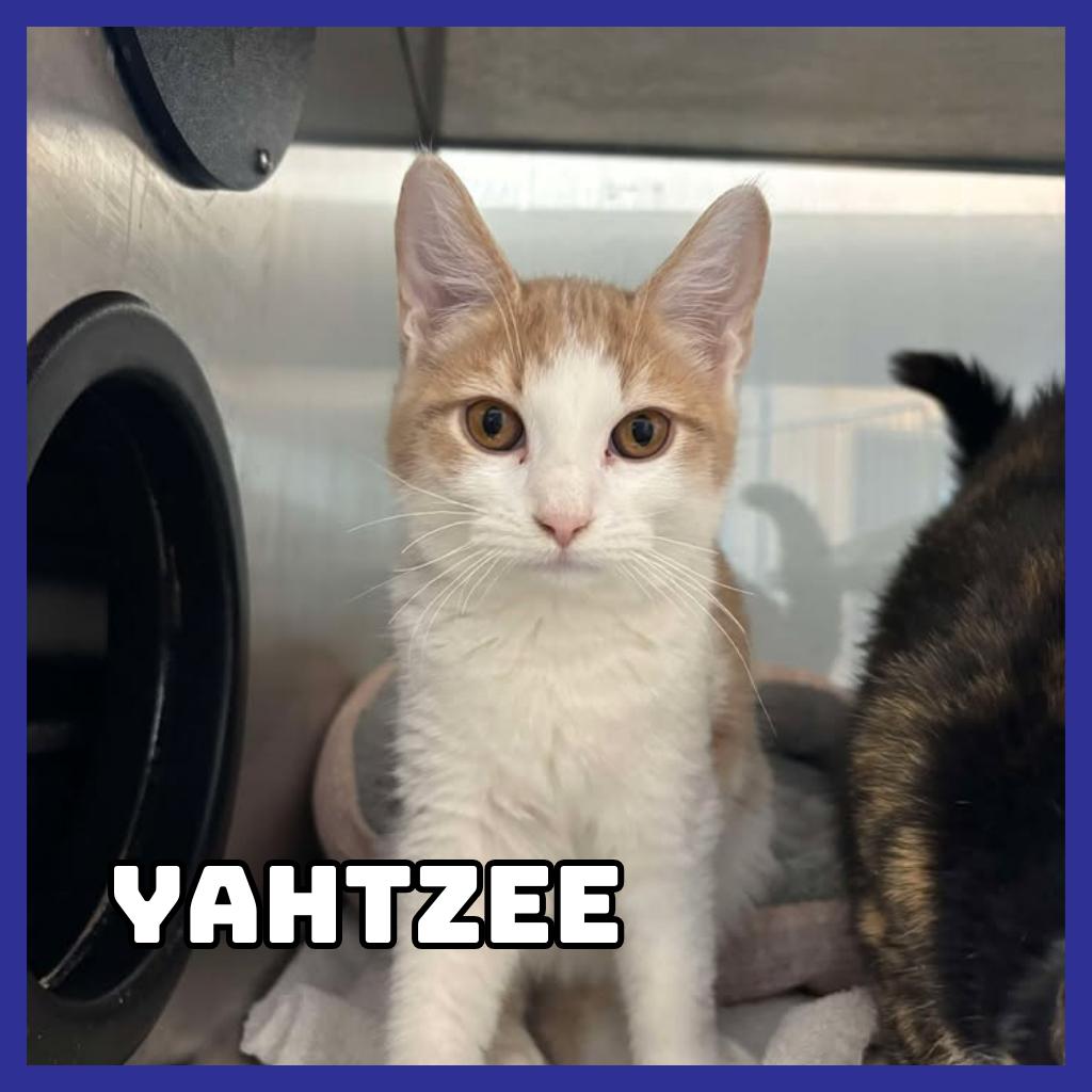 Yahtzee, Adoptable, Young Male Domestic Short Hair.
