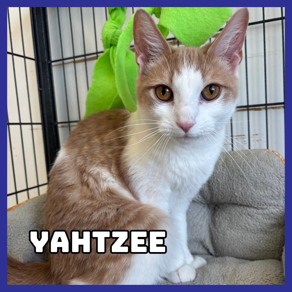 Yahtzee, a Adoptable Domestic Short Hair in Glenwood, MN image 2/2