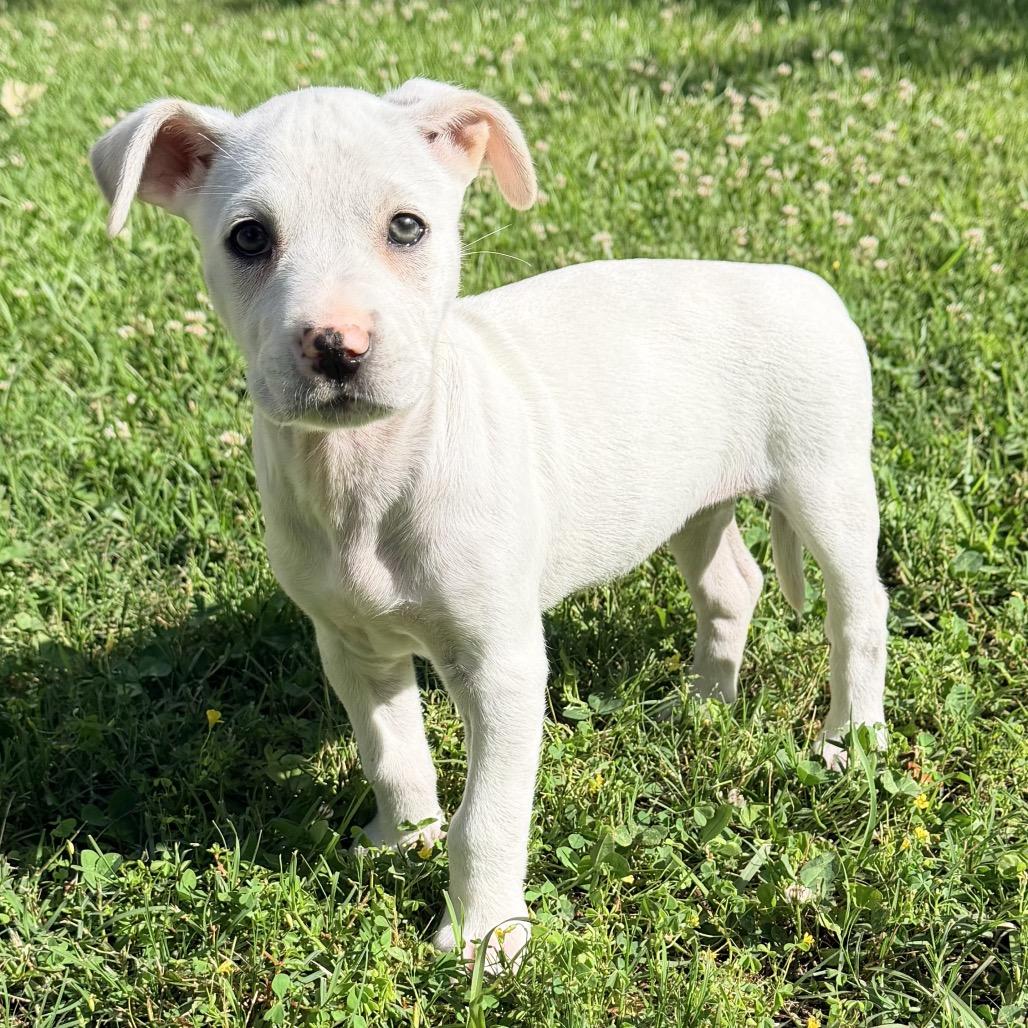 Daisy, a Adoptable mixed breed in Baton Rouge, LA image 1/5