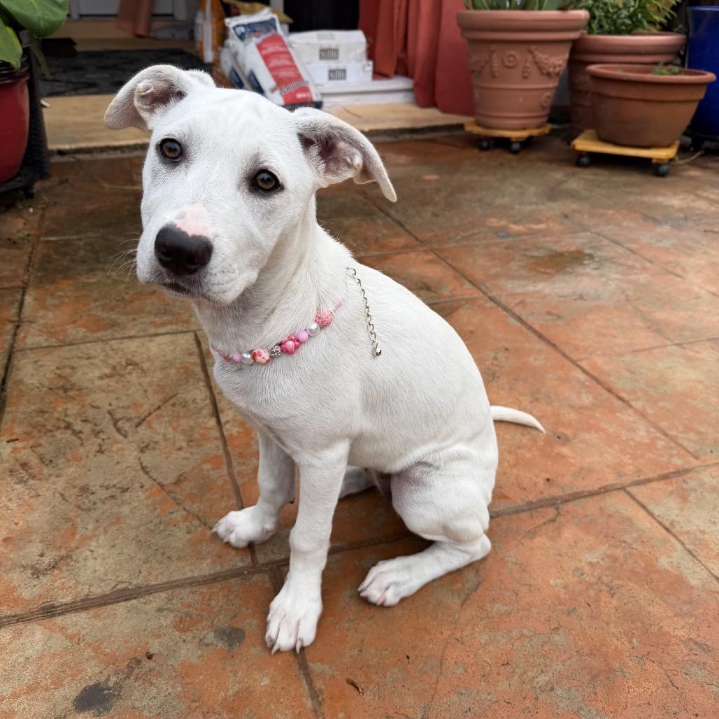 Daisy, a Adoptable mixed breed in Baton Rouge, LA image 2/6
