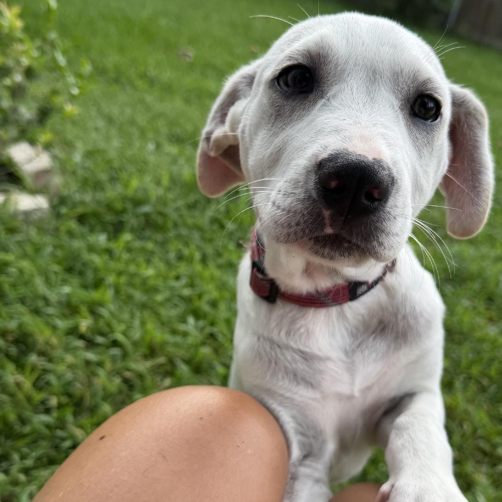 Daisy, a Adoptable mixed breed in Baton Rouge, LA image 2/5