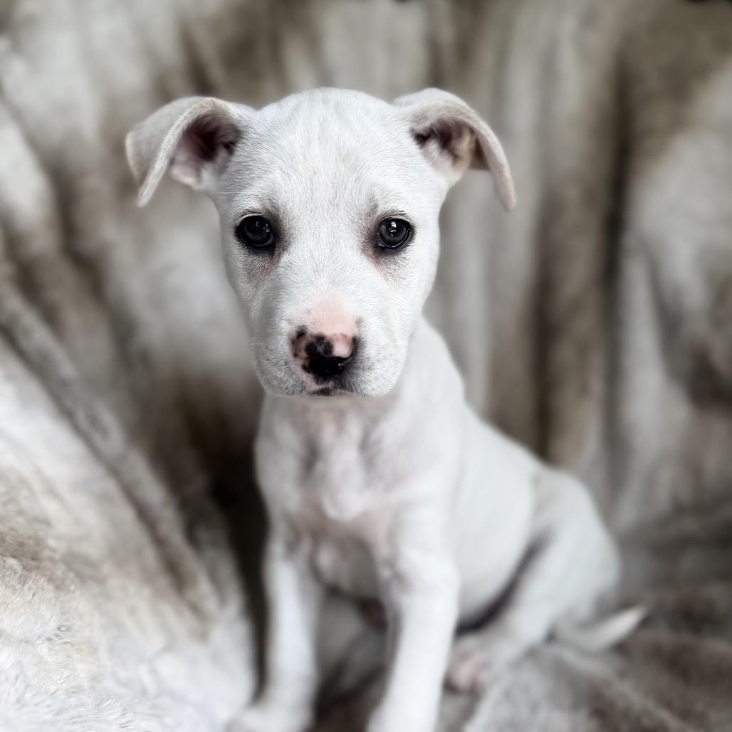 Daisy, a Adoptable mixed breed in Baton Rouge, LA image 3/5