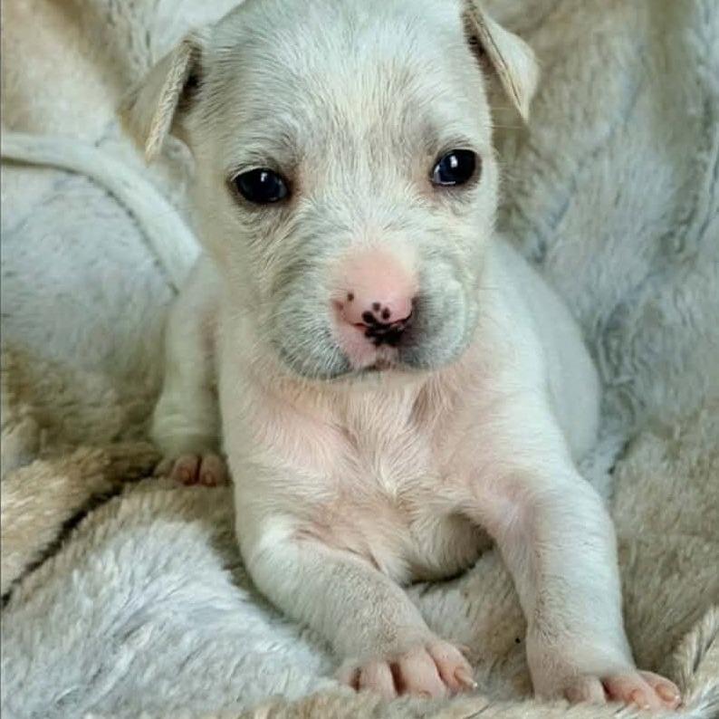 Daisy, a Adoptable mixed breed in Baton Rouge, LA image 4/5