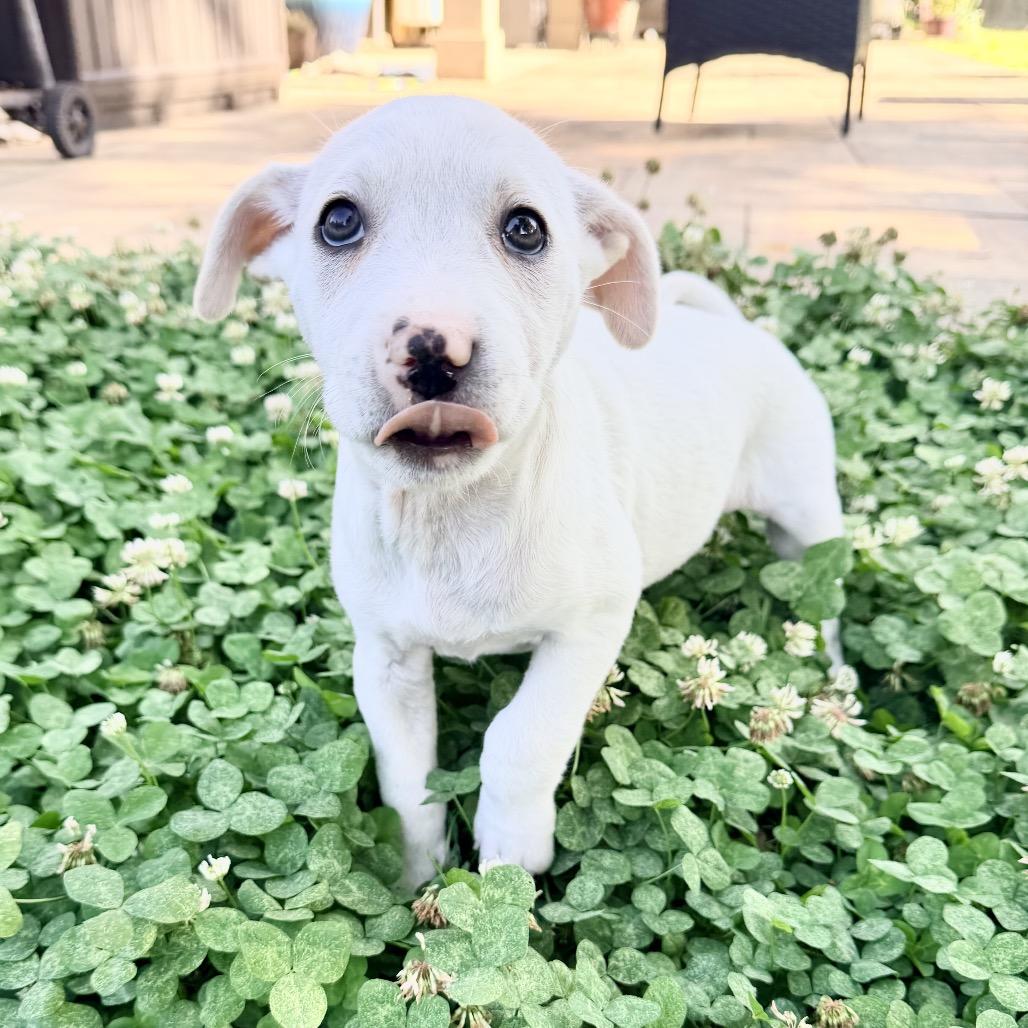 Daisy, a Adoptable mixed breed in Baton Rouge, LA image 5/5