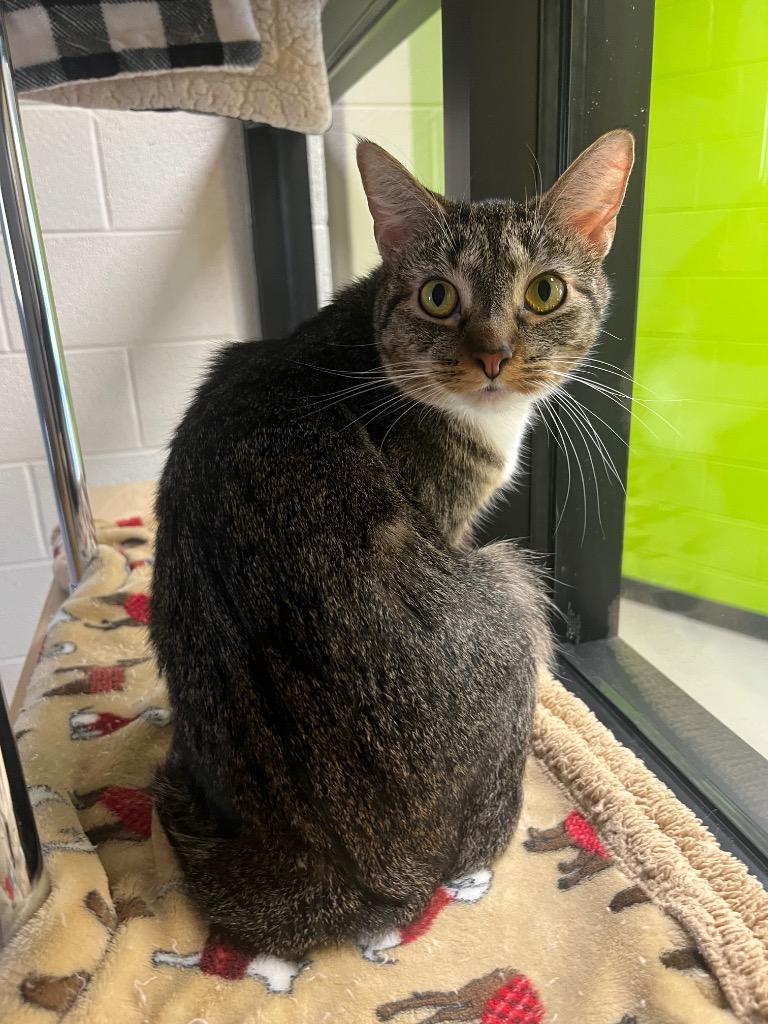 Simba / AC 27671 A, Adoptable, Young Female Domestic Long Hair.