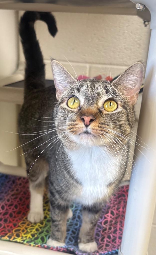 Simba / AC 27671 A, Adoptable, Young Female Domestic Long Hair.