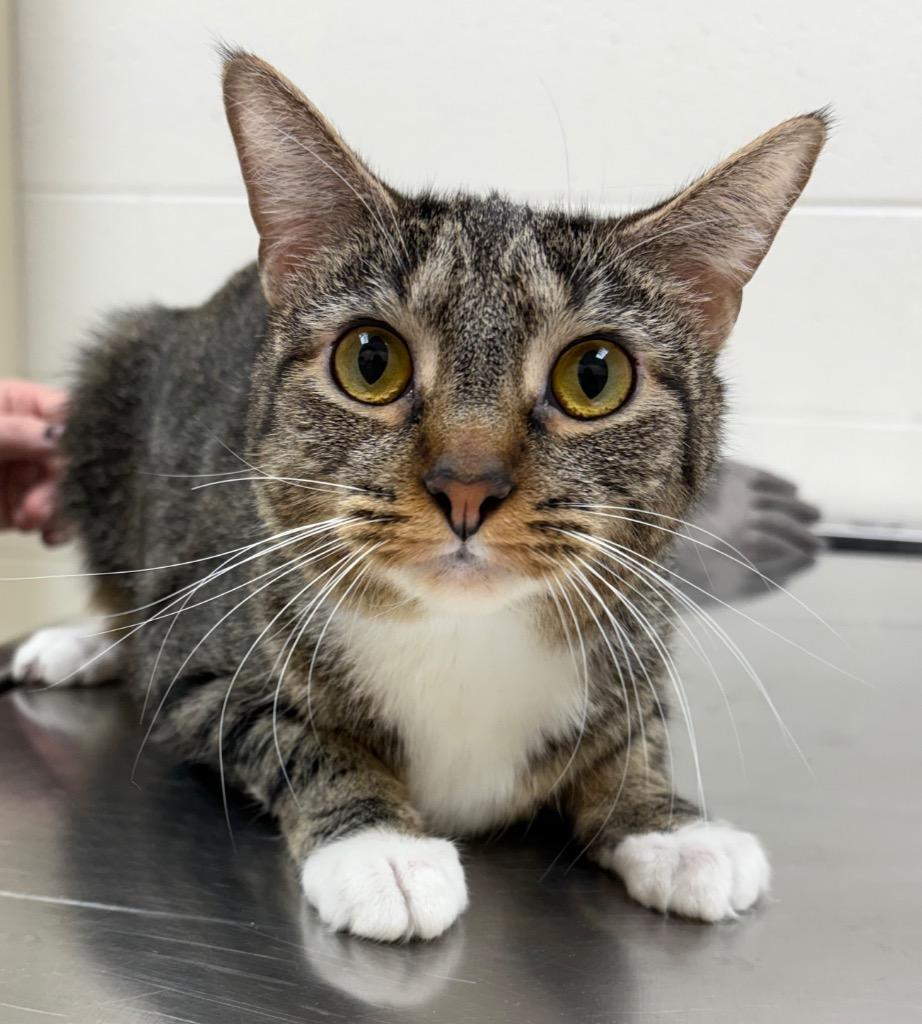 Enlarge Simba / AC 27671 A, a Adoptable mixed breed in Greeneville, TN image 1/1