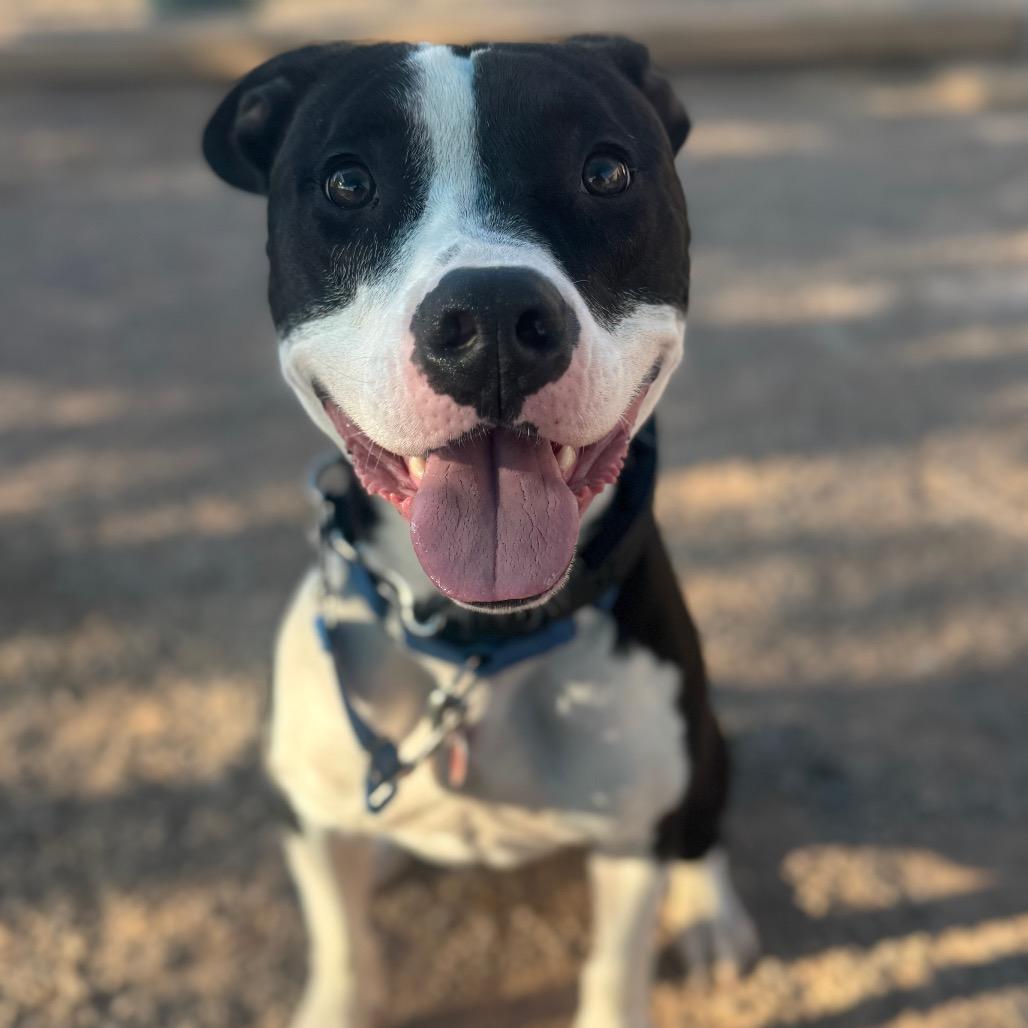 Hopscotch, Adoptable, Adult Male Pit Bull Terrier.