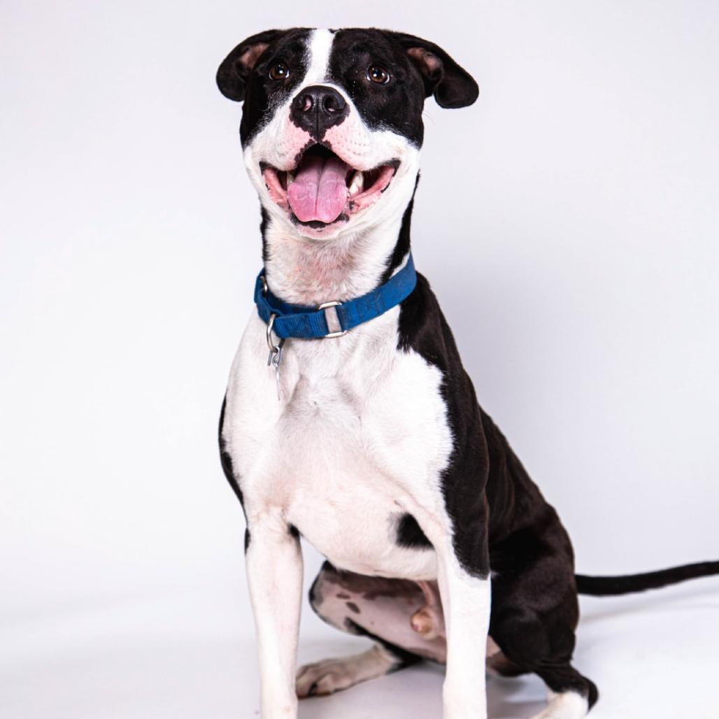 Enlarge Hopscotch, a Adoptable Pit Bull Terrier in Las Vegas, NV image 2/6