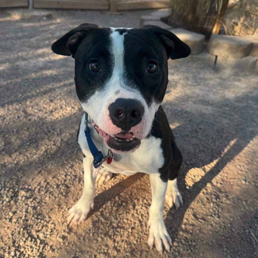 Enlarge Hopscotch, a Adoptable Pit Bull Terrier in Las Vegas, NV image 3/6