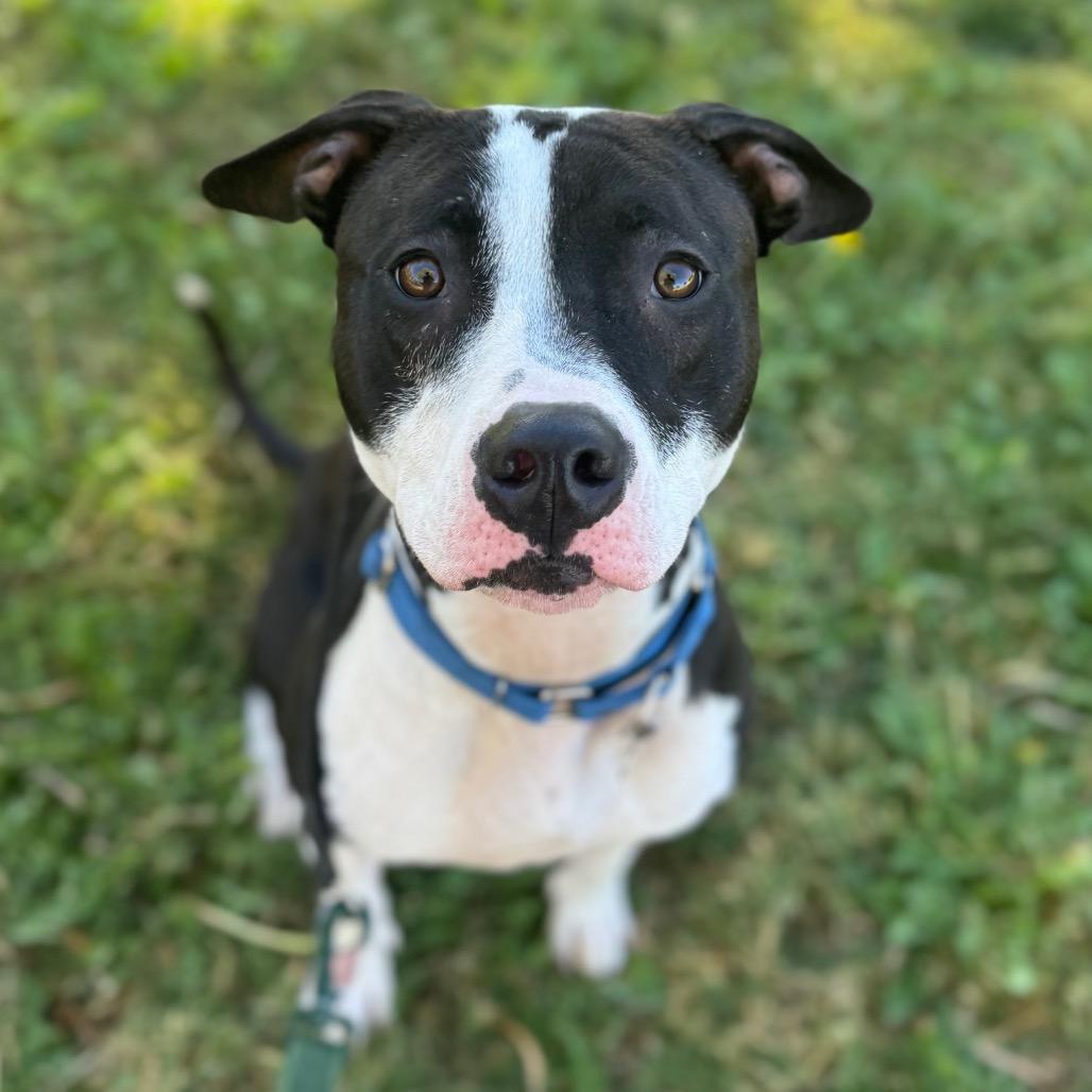 Enlarge Hopscotch, a Adoptable Pit Bull Terrier in Las Vegas, NV image 5/6