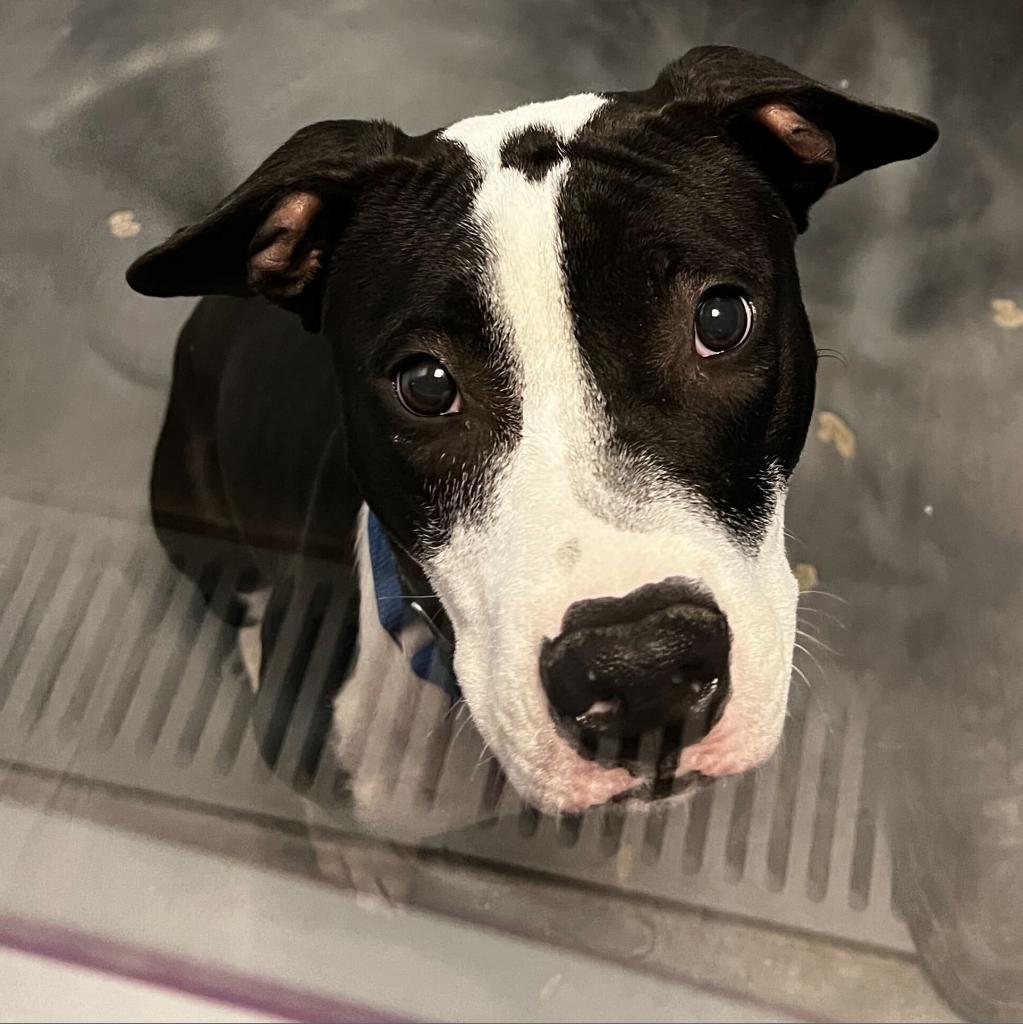 Enlarge Hopscotch, a Adoptable Pit Bull Terrier in Las Vegas, NV image 6/6