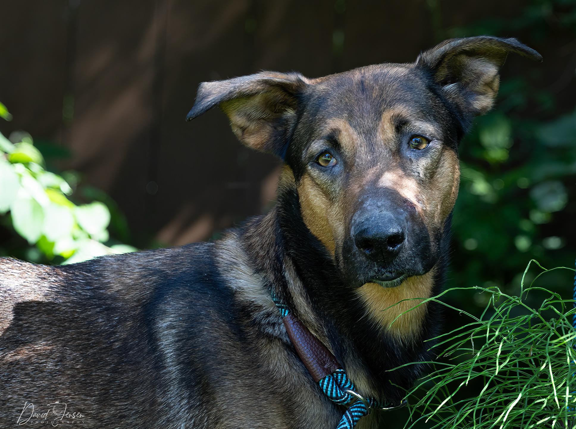 Aiko, ADOPTABLE, Adult Female German Shepherd Dog.