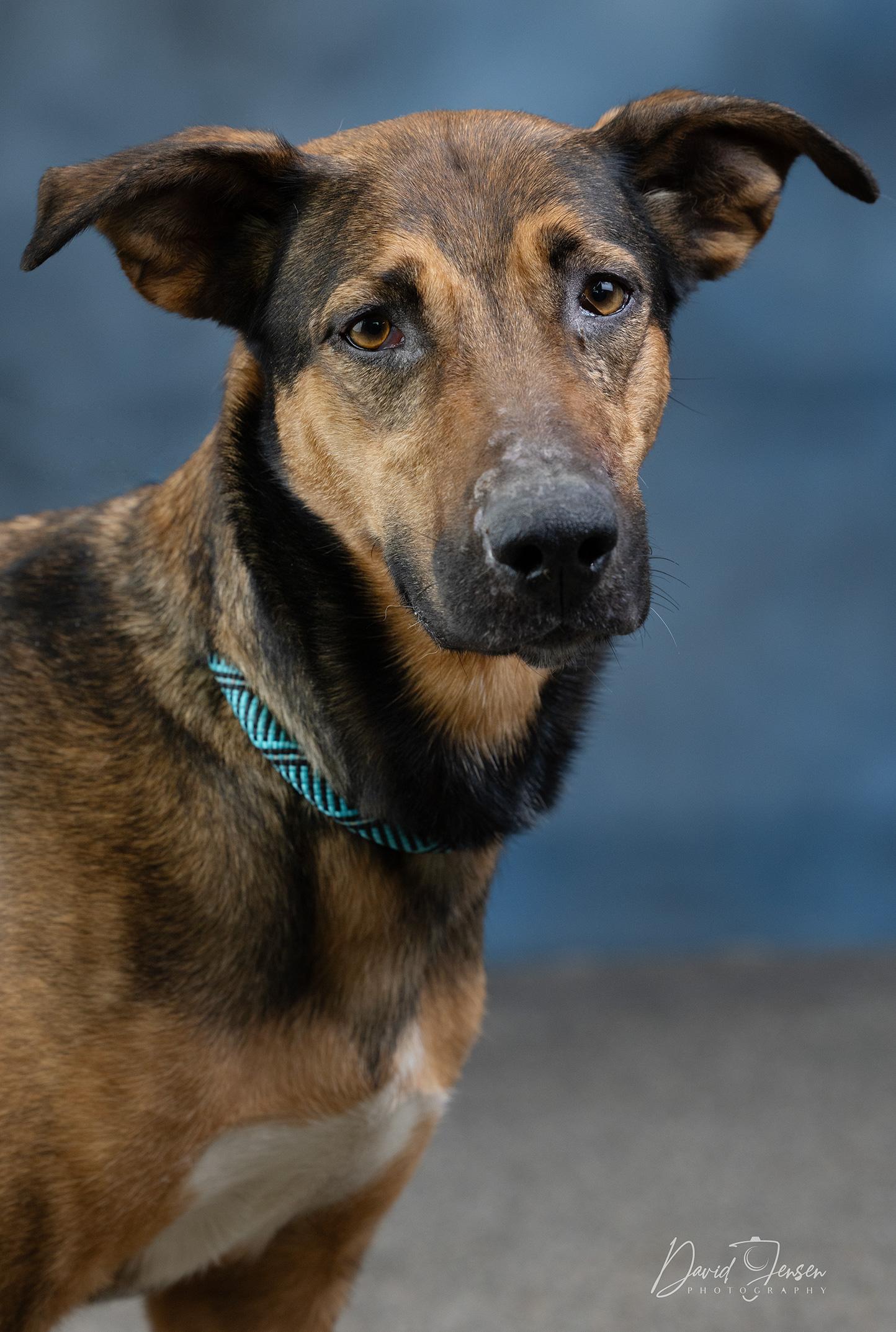 Aiko, a ADOPTABLE mixed breed in Anchorage, AK image 2/2