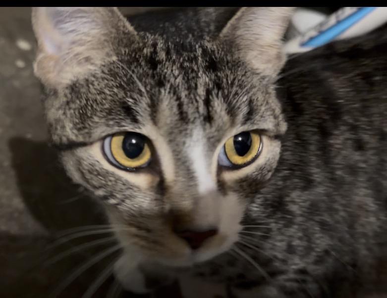 Florence, Adoptable, Adult Female Tabby.