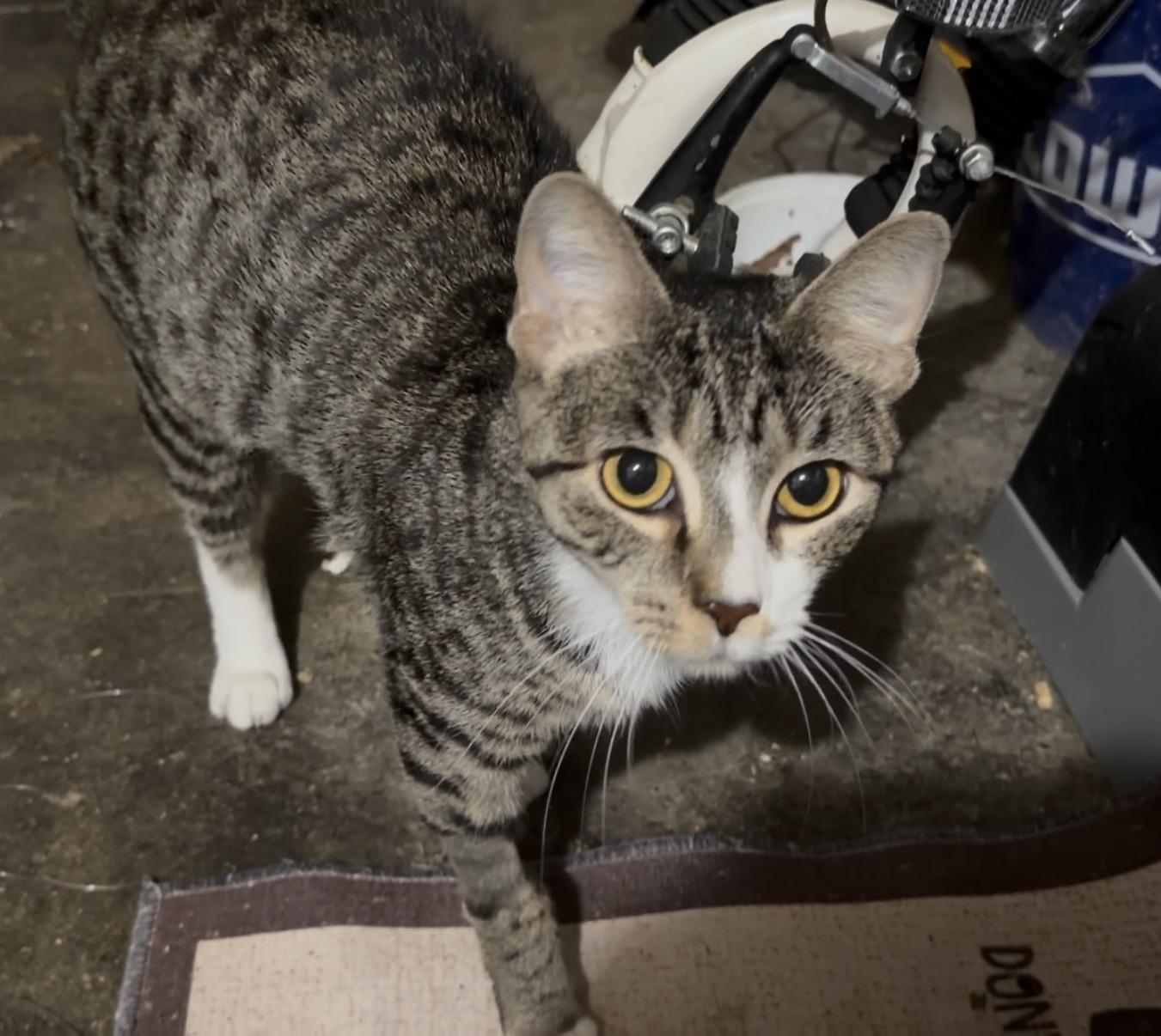 Enlarge Florence, a Adoptable Tabby in Cincinnati, OH image 2/3