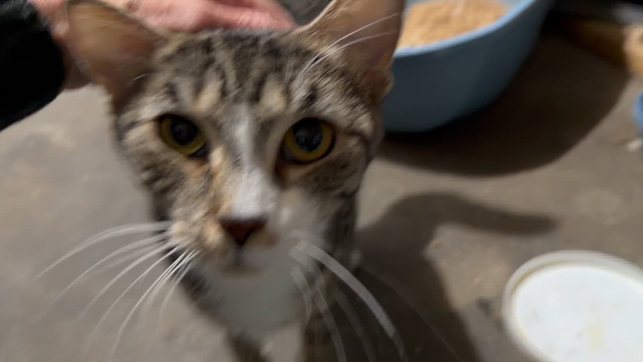 Enlarge Florence, a Adoptable Tabby in Cincinnati, OH video 3/3
