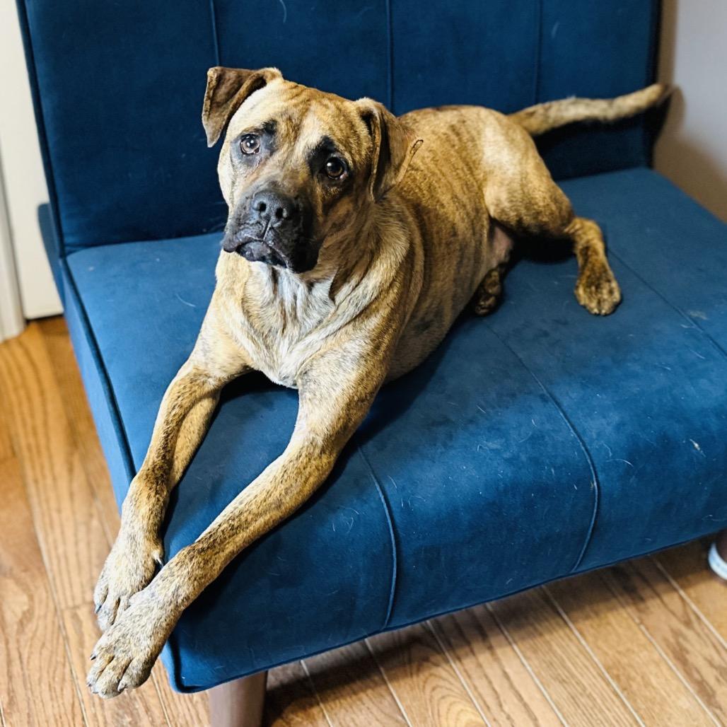 Dexter, a Adoptable mixed breed in St. Charles, MO image 1/6