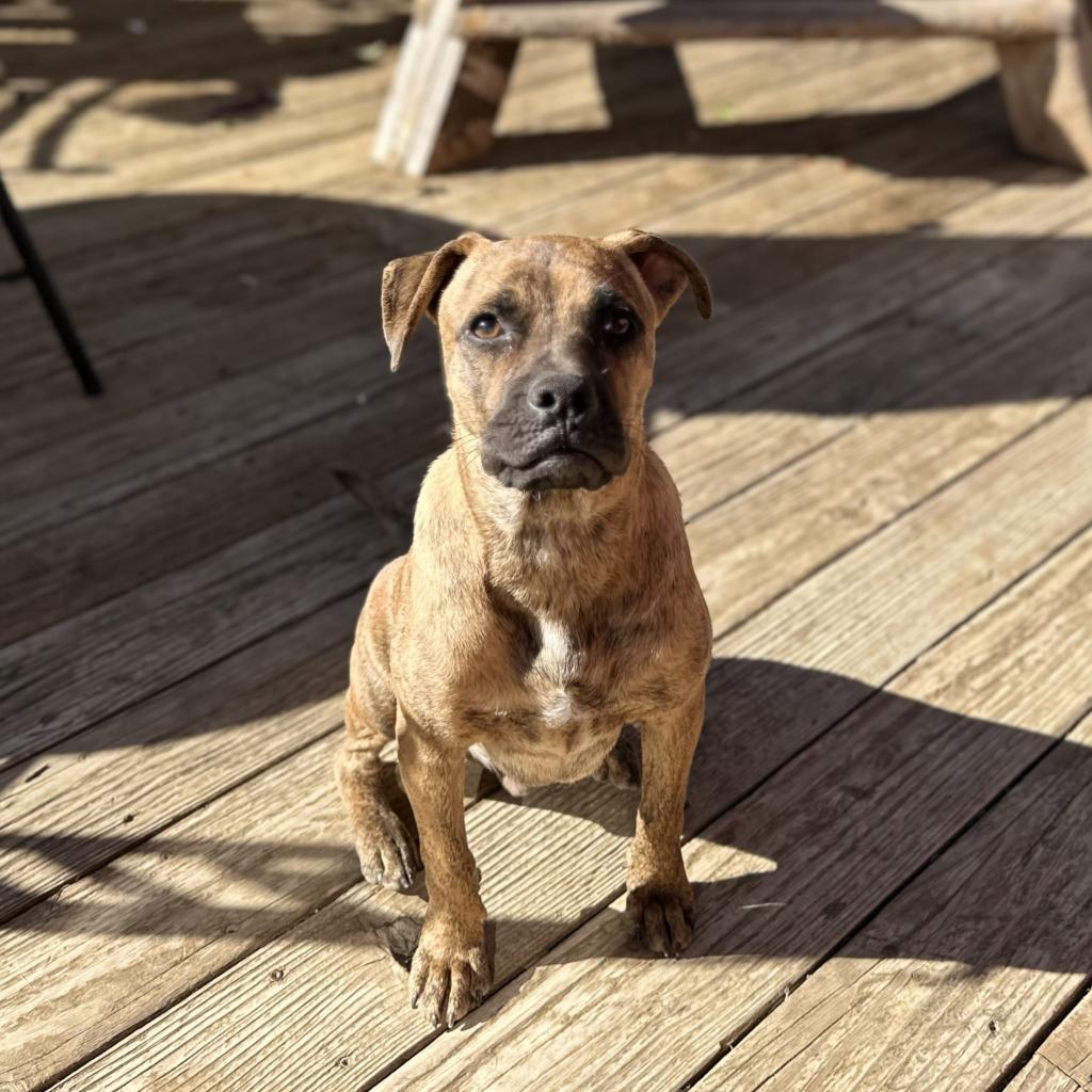 Enlarge Dexter, a Adoptable mixed breed in St. Charles, MO image 4/6