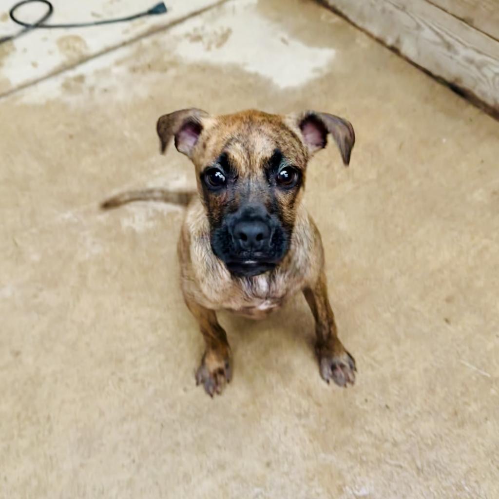 Dexter, a Adoptable mixed breed in St. Charles, MO image 3/6