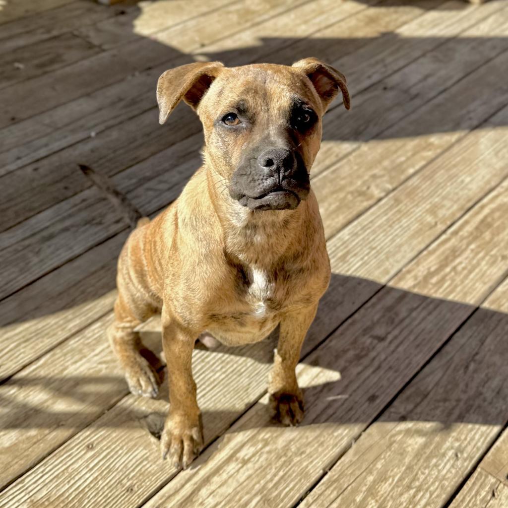 Dexter, a Adoptable mixed breed in St. Charles, MO image 4/6