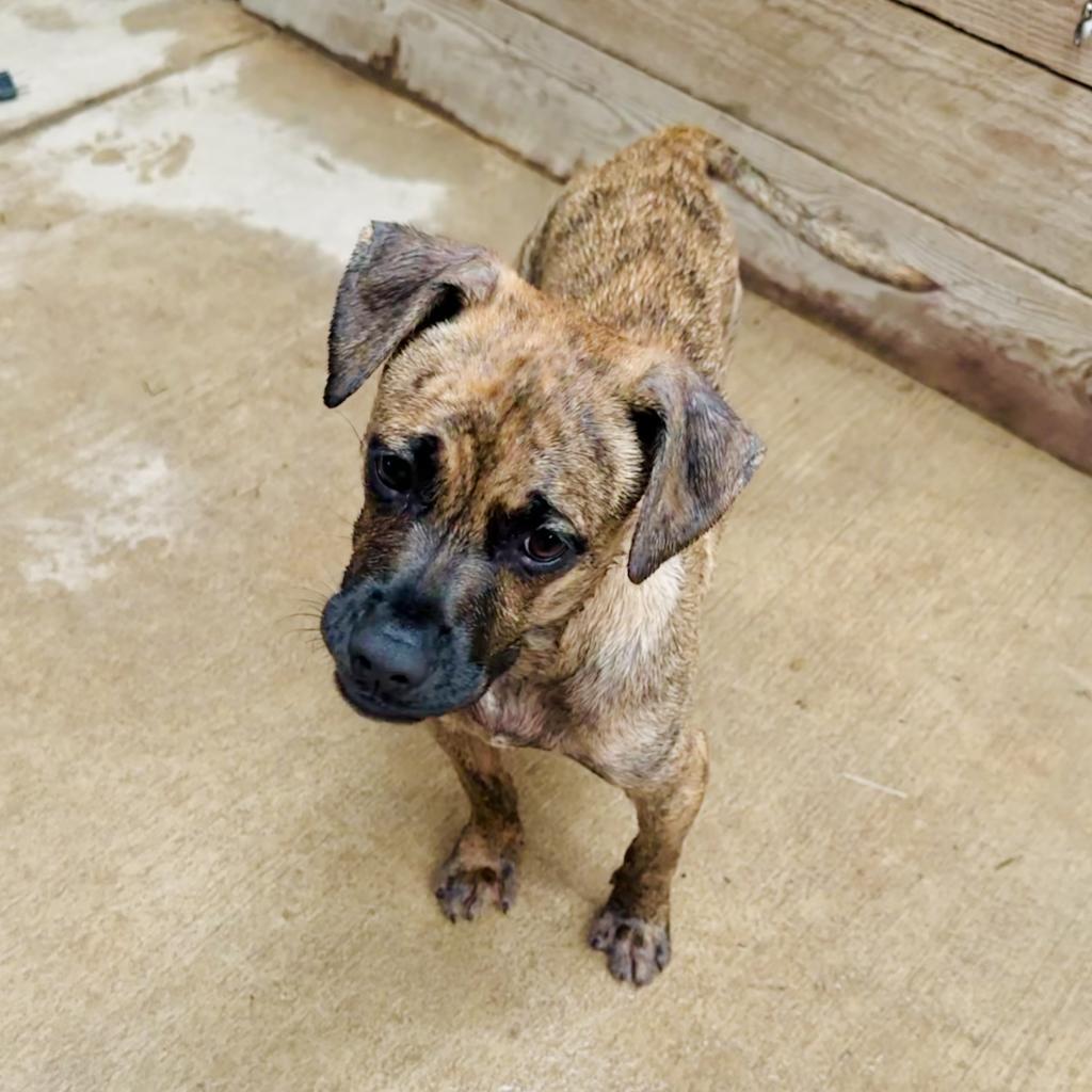 Dexter, a Adoptable mixed breed in St. Charles, MO image 5/6