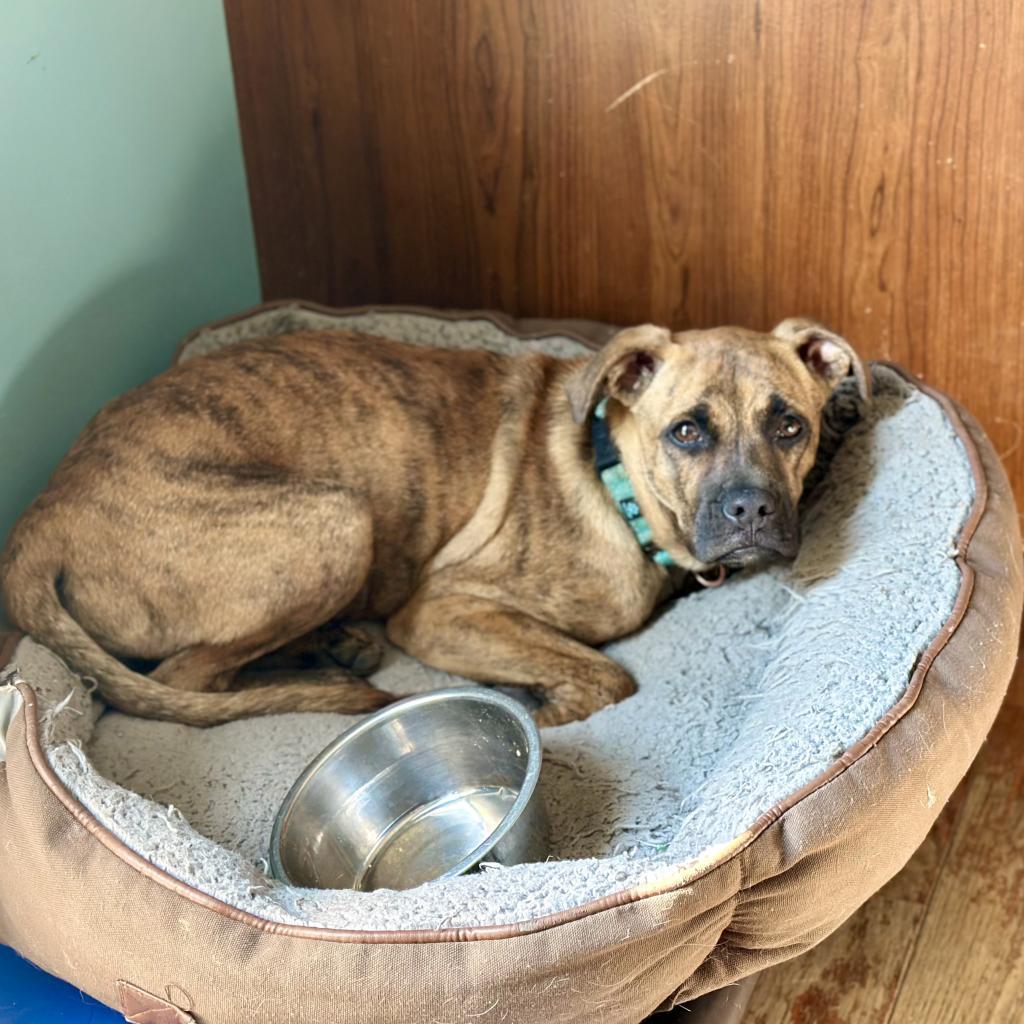 Dexter, a Adoptable mixed breed in St. Charles, MO image 6/6