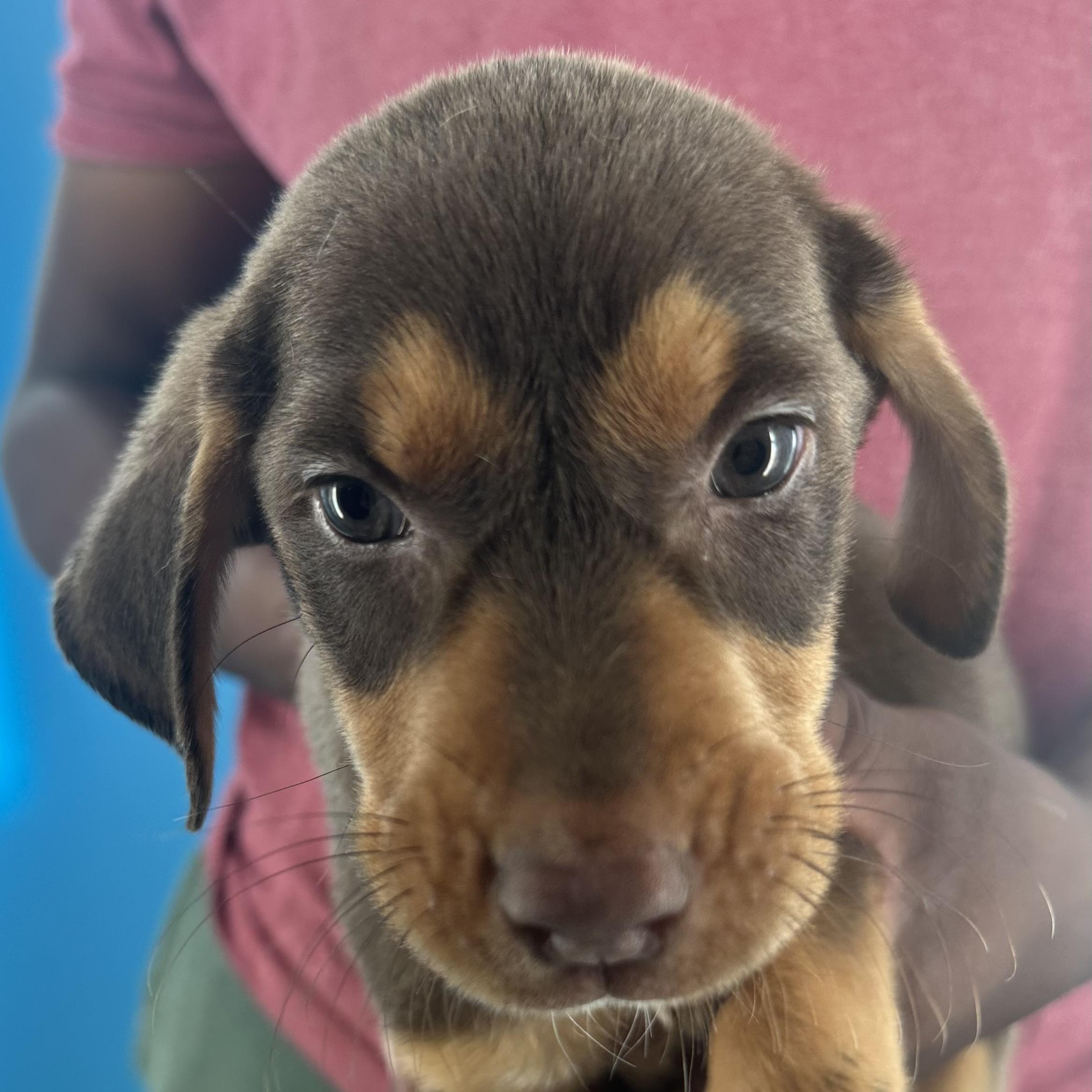 Marbles - Local October 9-11, Adopted, Puppy Male Labrador Retriever.