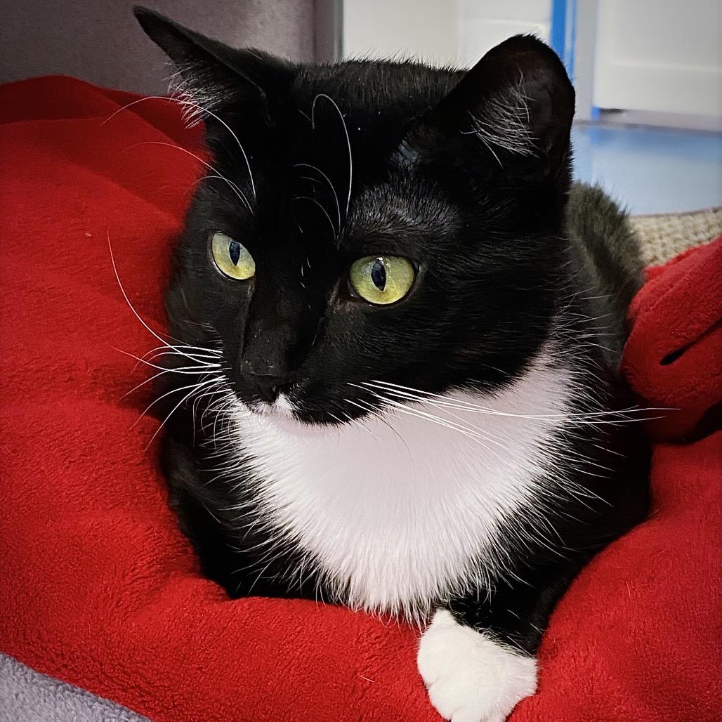 Merriweather, Adoptable, Adult Female Domestic Short Hair.